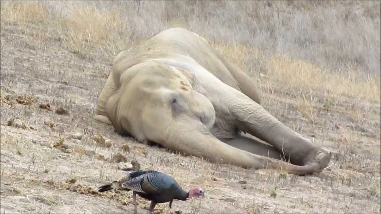 WANDA & THE TURKEYS | Strange Bedfellows