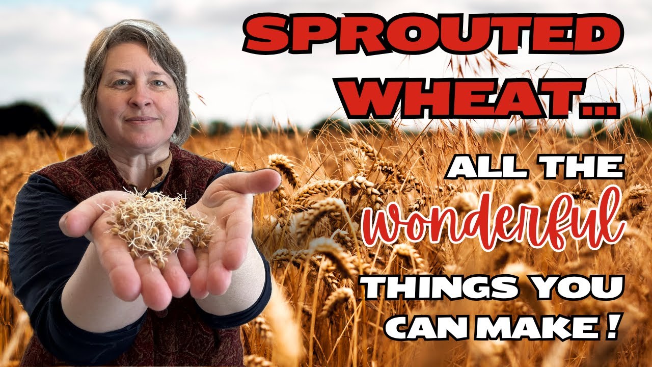 Sprouted wheat…all the wonderful things you can make with it! rejuvelac, cookies, cheese sauce)