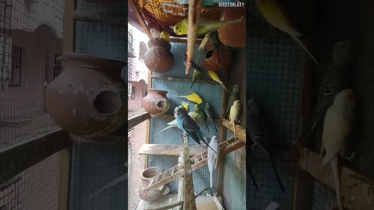 Budgies Colony Breeding | Love Birds | Birds Galaxy | #Shorts