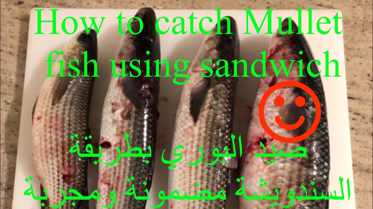 How to catch mullet fish using sandwich baitطريقة صيد البوري بالسندويشة مضمونة ومجربة