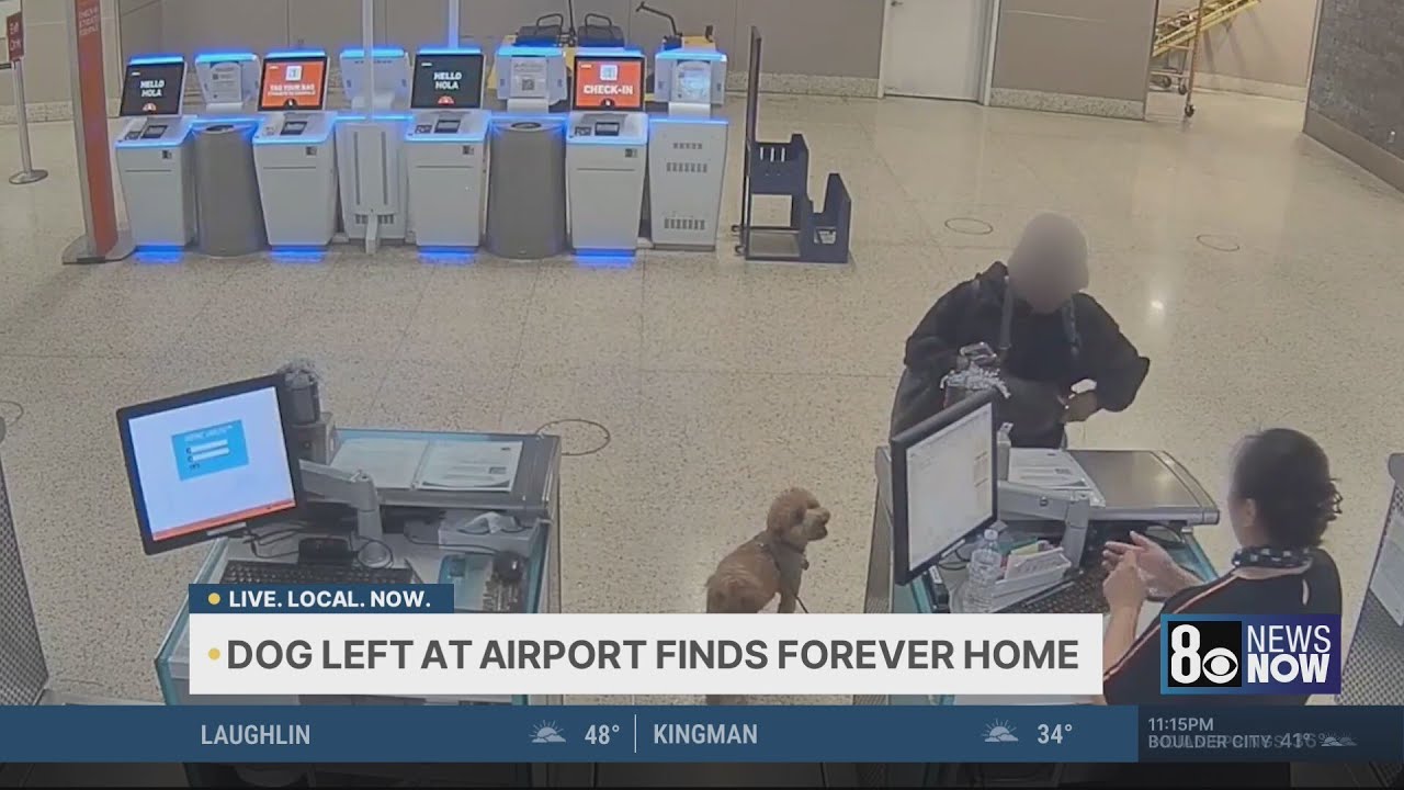 Abandoned dog at Reid Airport in Las Vegas finds forever home