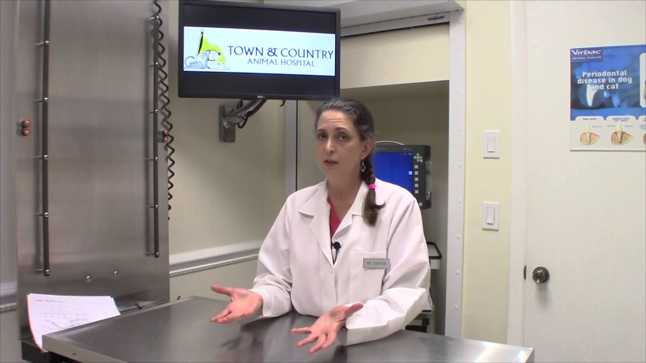 Canine Reproduction- Surgical Breeding