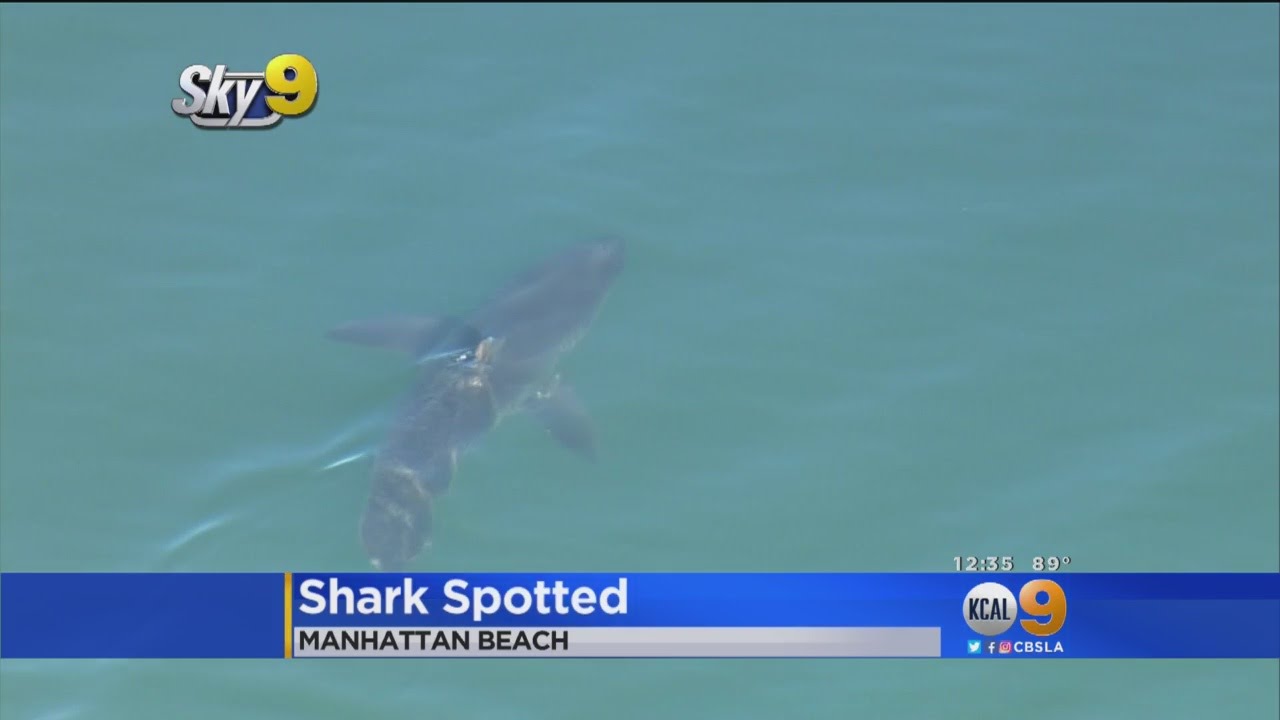 Great White Shark Spotted Near Manhattan Beach Pier