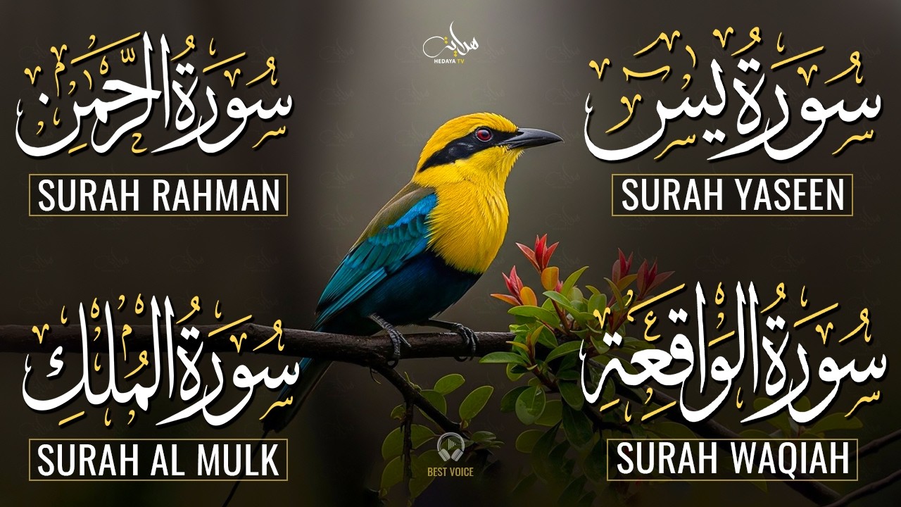 Magical Recitation Surah Yaseen (Yasin) | Surah Rahman | Surah Waqiah | Surah Mulk