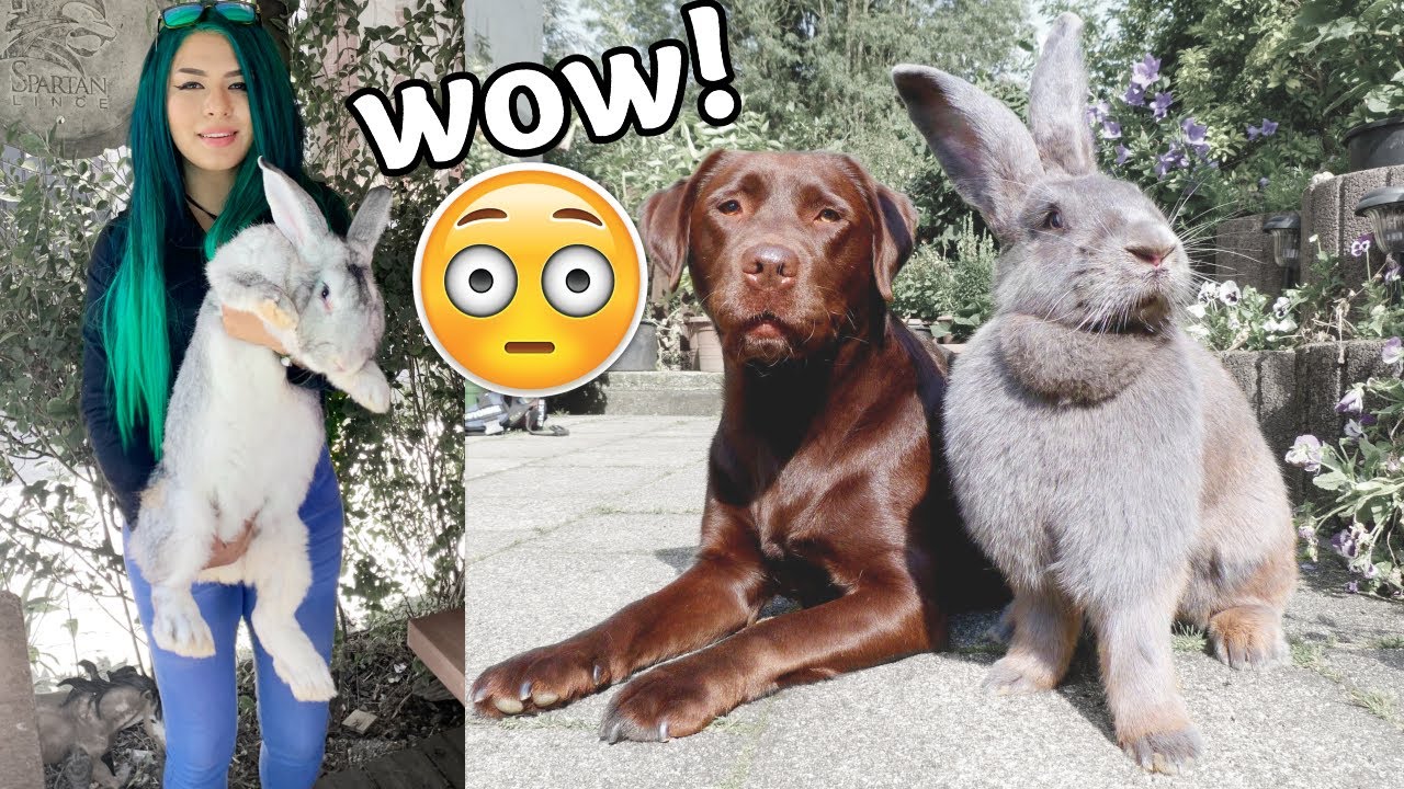 CONOC&Iacute; A LOS CONEJOS M&Aacute;S GRANDES DEL MUNDO!