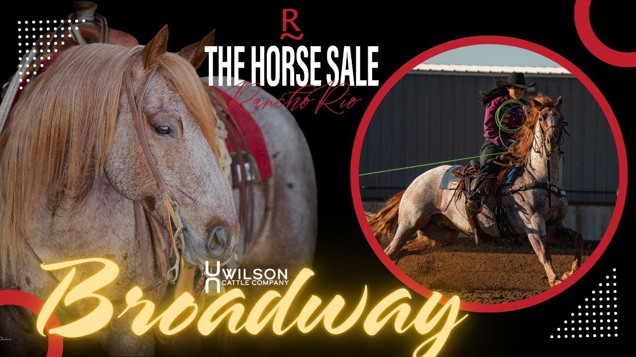 #11 Broadway - Wilson Cattle Co x The Horse Sale at Rancho Rio
