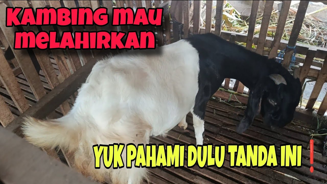 AMATII❗Ciri-ciri kambing mau melahirkan dalam hitungan hari 