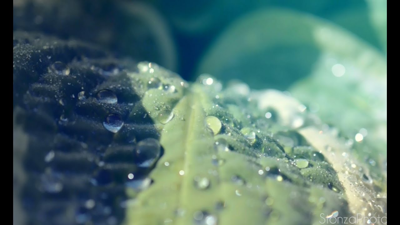 Cinematic Video | Nikon D5100