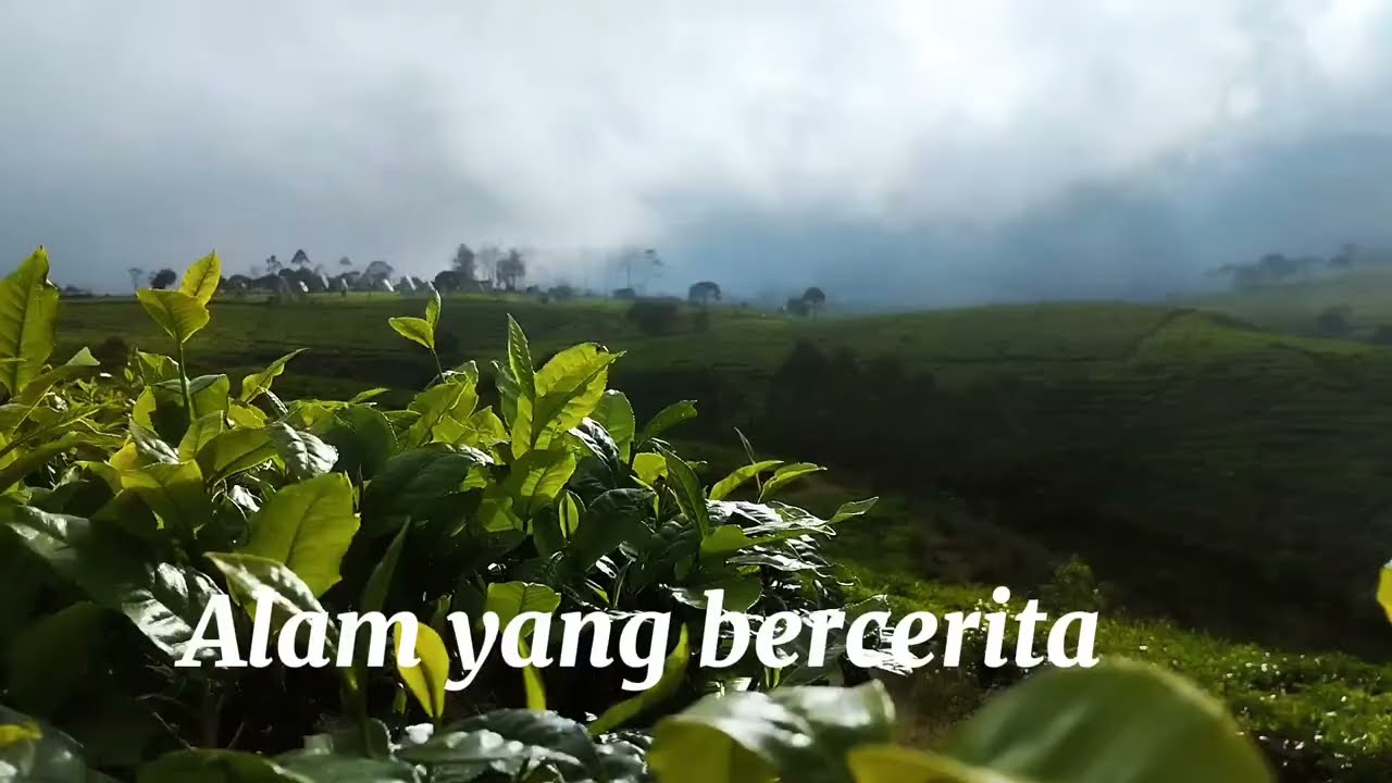 Menikmati Tenangnya Perkebunan Teh di Perjalanan 🌿@adit adtya.