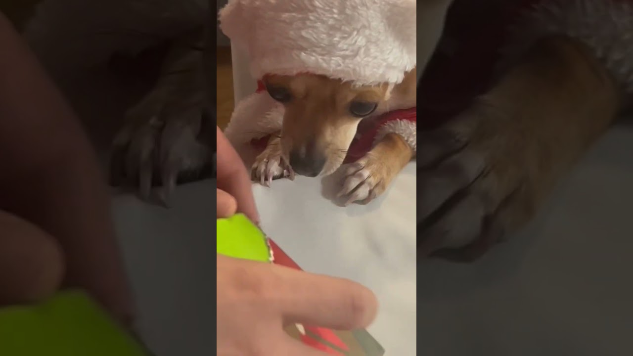 Opening Christmas presents 🎁 #shorts #short #viral #dog #pets #christmas