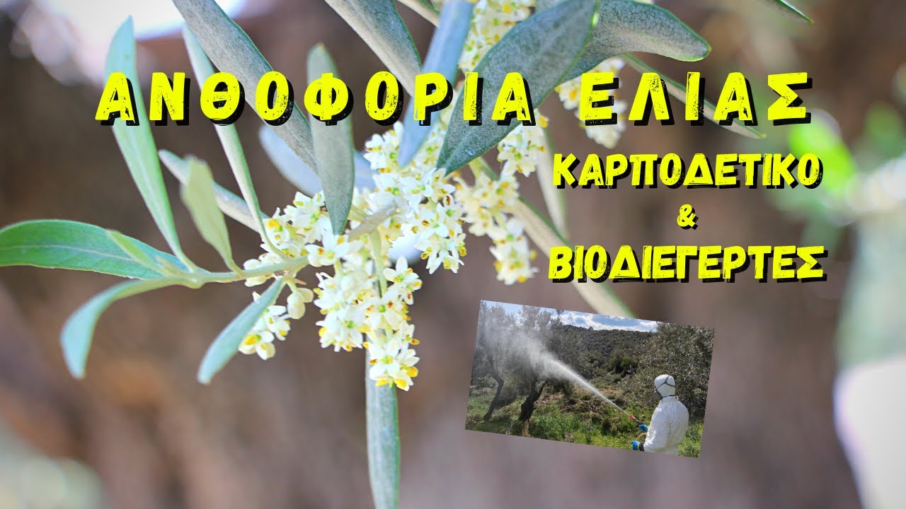 ΨΕΚΑΣΜΑ ΣΤΗΝ ΑΝΘΟΦΟΡΙΑ ΤΗΣ ΕΛΙΑΣ - ΚΑΡΠΟΔΕΤΙΚΟ & ΒΙΟΔΙΕΓΕΡΤΗΣ
