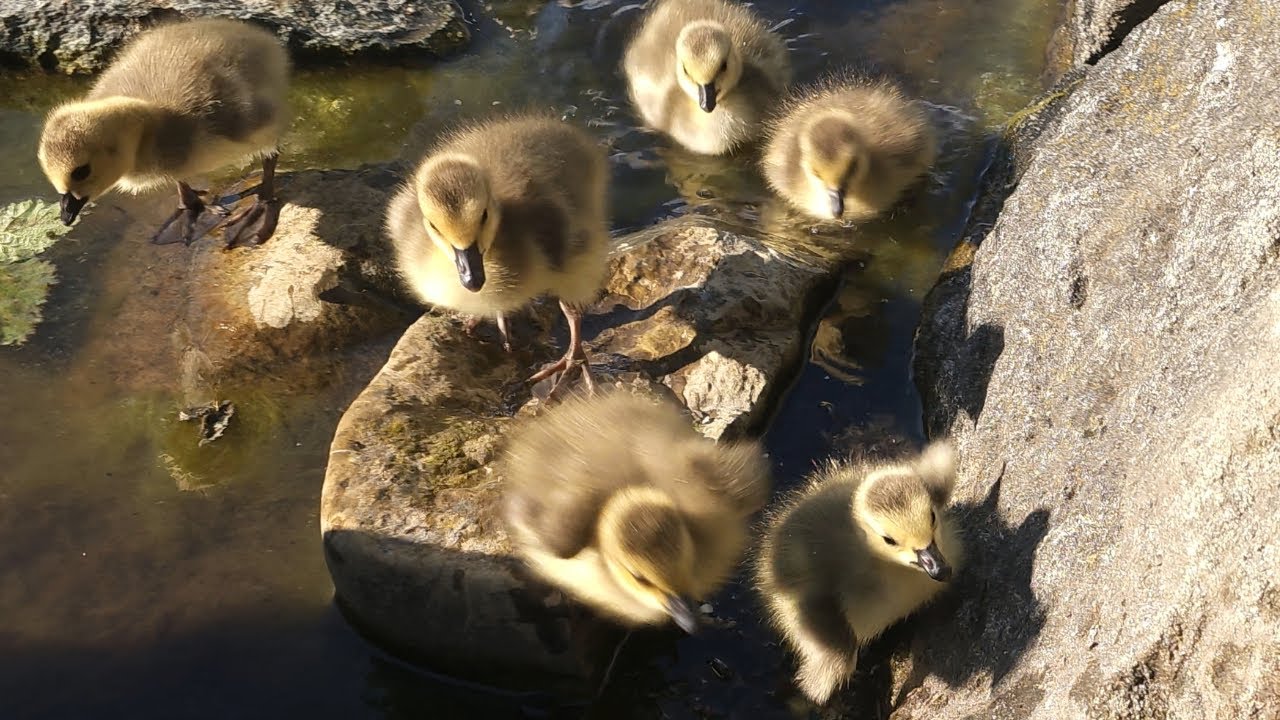 Baby Goslings Jumping Out of Pond With Parent Geese