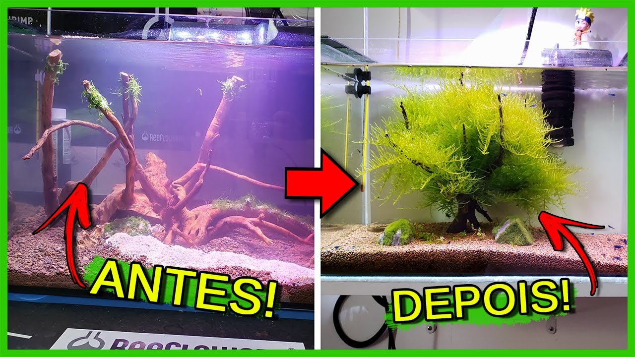 Como fazer um BONSAI no AQUÁRIO!