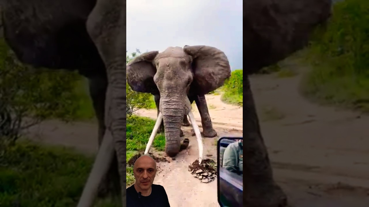 O QUE ESSE GIGANTE ELEFANTE EST&Aacute; FAZENDO? Pergunte ao bi&oacute;logo Guilherme Domenichelli