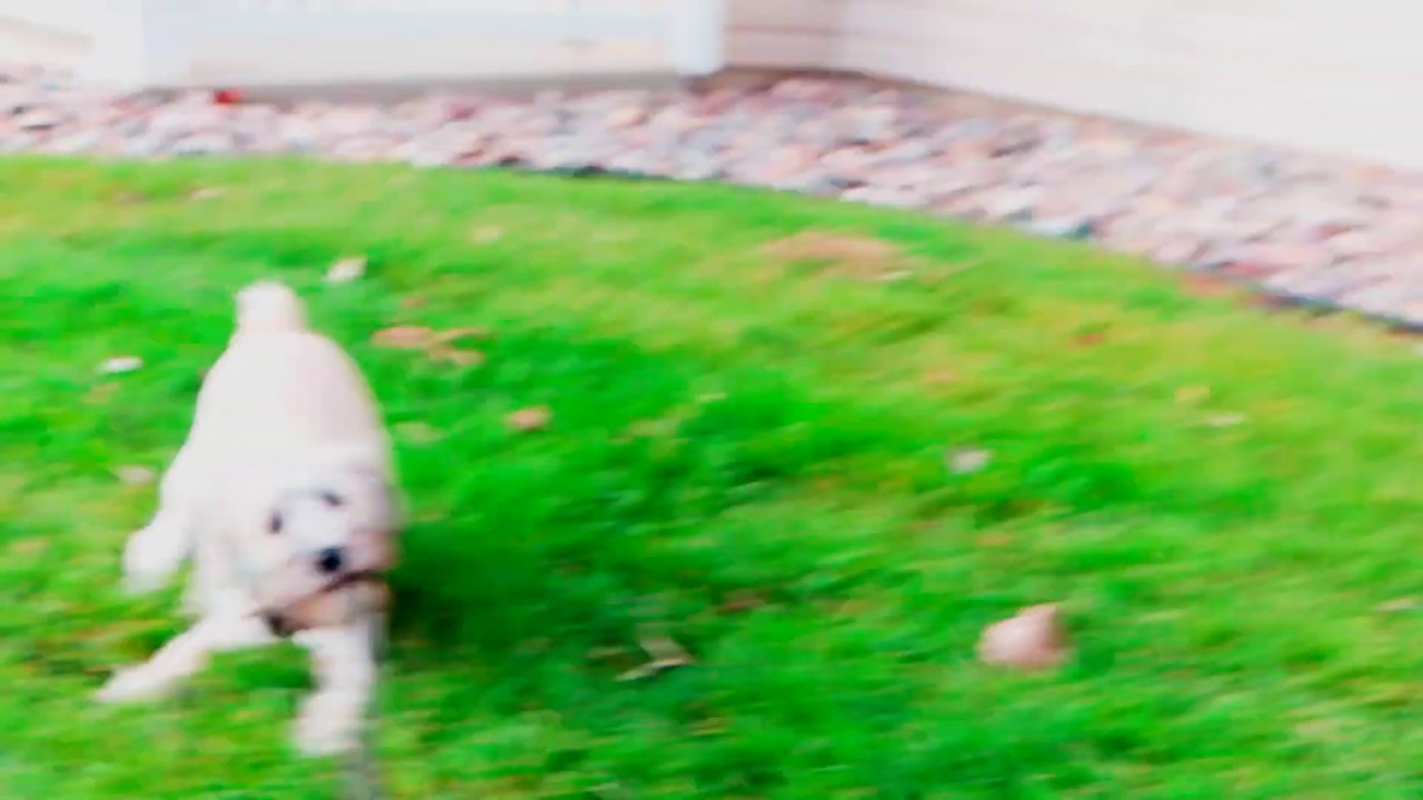 Jhort - The Dog Job Vlog #1