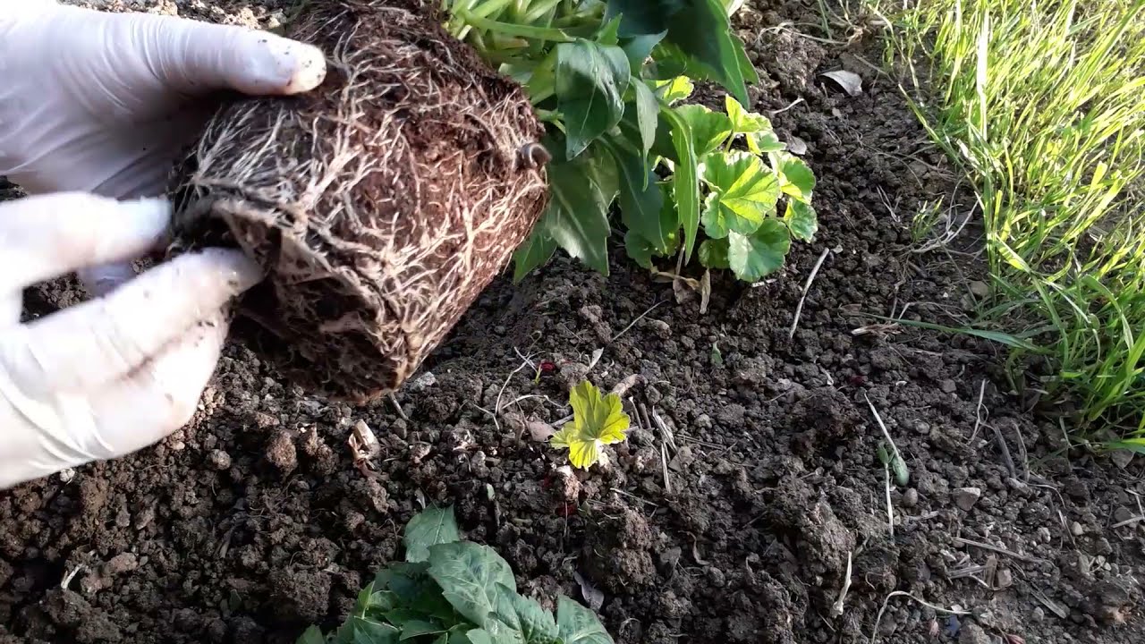 Yıldız çiçeği (Dahlia) dikimi