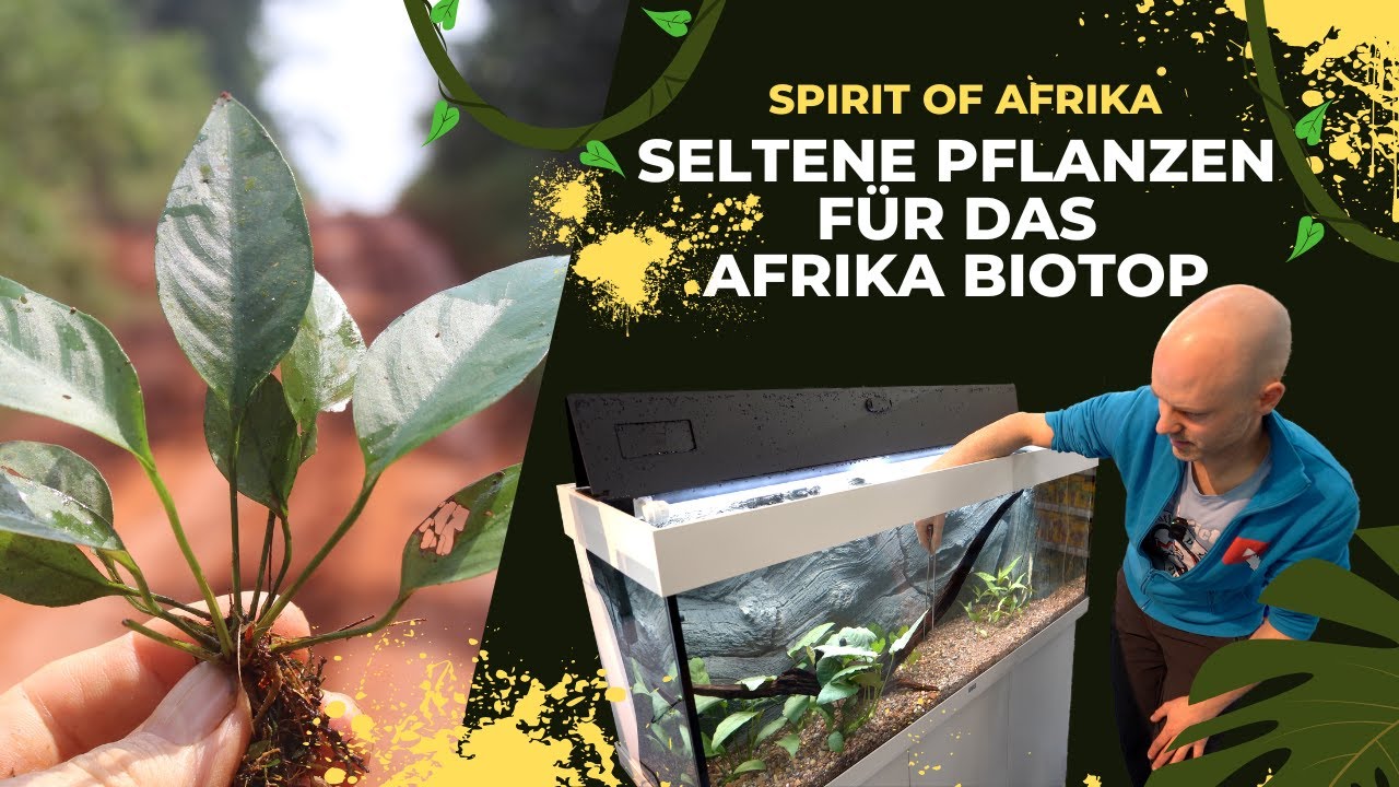 Kevins Highlight! Gesammelte Pflanzen aus Afrika für das neue Biotop-Aquarium | Spirit of Africa