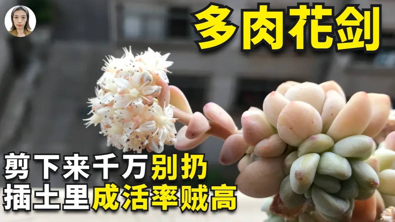 多肉植物养护|新手养多肉入门课程！多肉植物花剑要不要剪，先别着急下结论，剪掉好母株肥不剪可杂交|花花世界