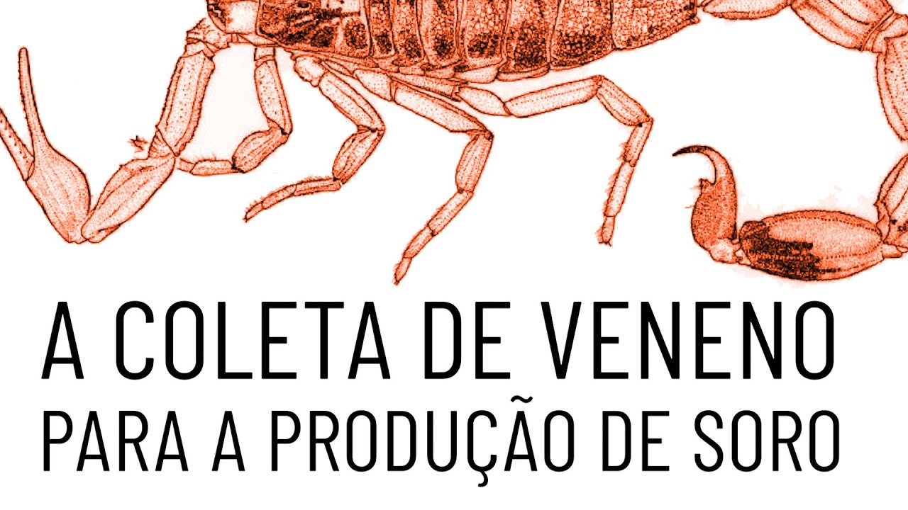 A coleta de veneno para produção de soro