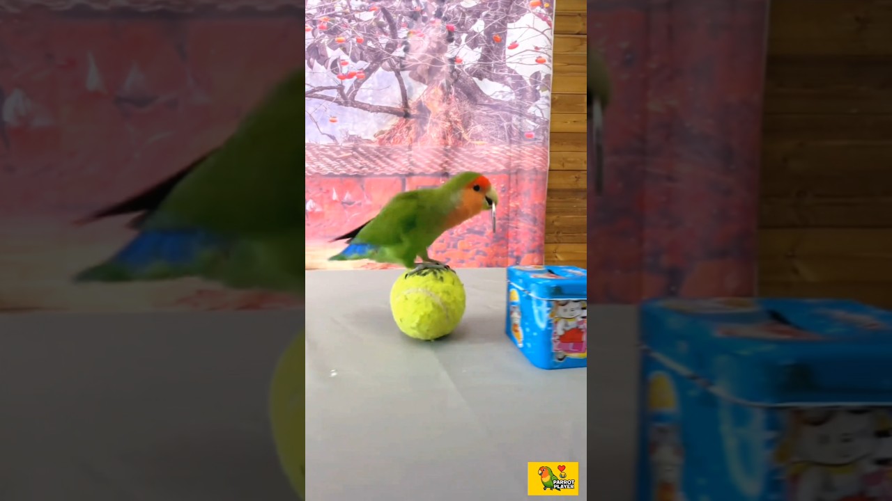 parrot 🦜🦜 player #parrot