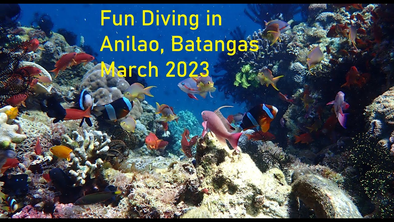 Scuba Diving in Anilao: Our Favorite Weekend Activity!