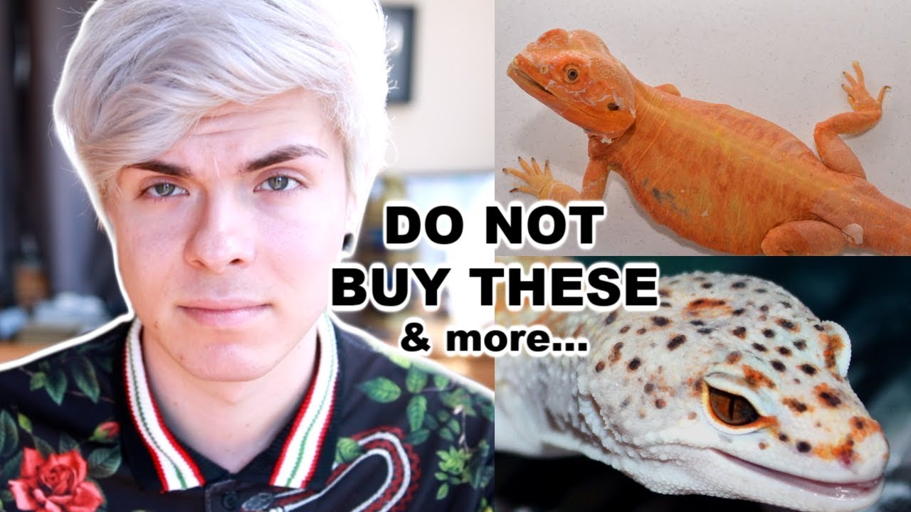 Reptile Morphs to AVOID Buying! Neurological issues & More!