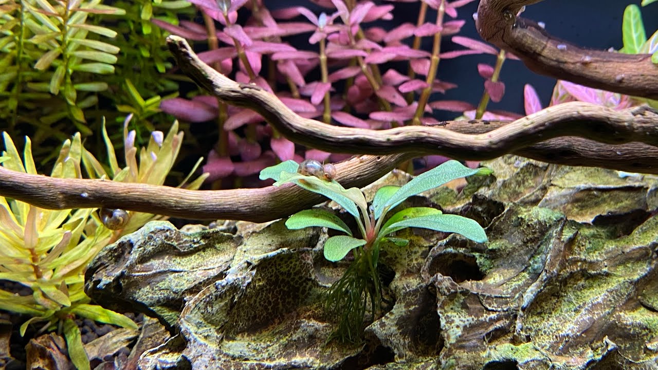 Setup and Operation Explanation of Fluval Flex 15 Gallon Low Tech Planted Aquarium