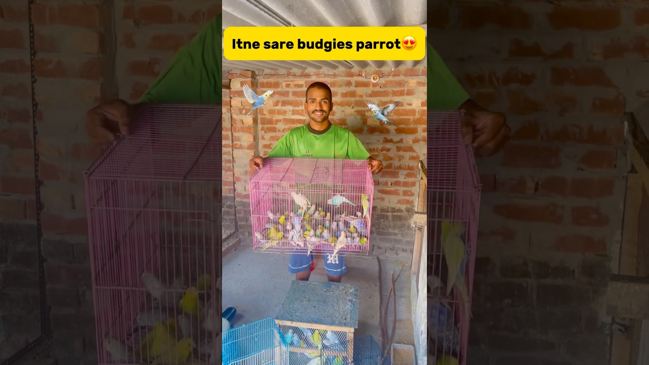 Itne sare budgies parrot😍 #minivlog #breedingpair #petlover #birds #vlog #lovebirdsfarming #budgies