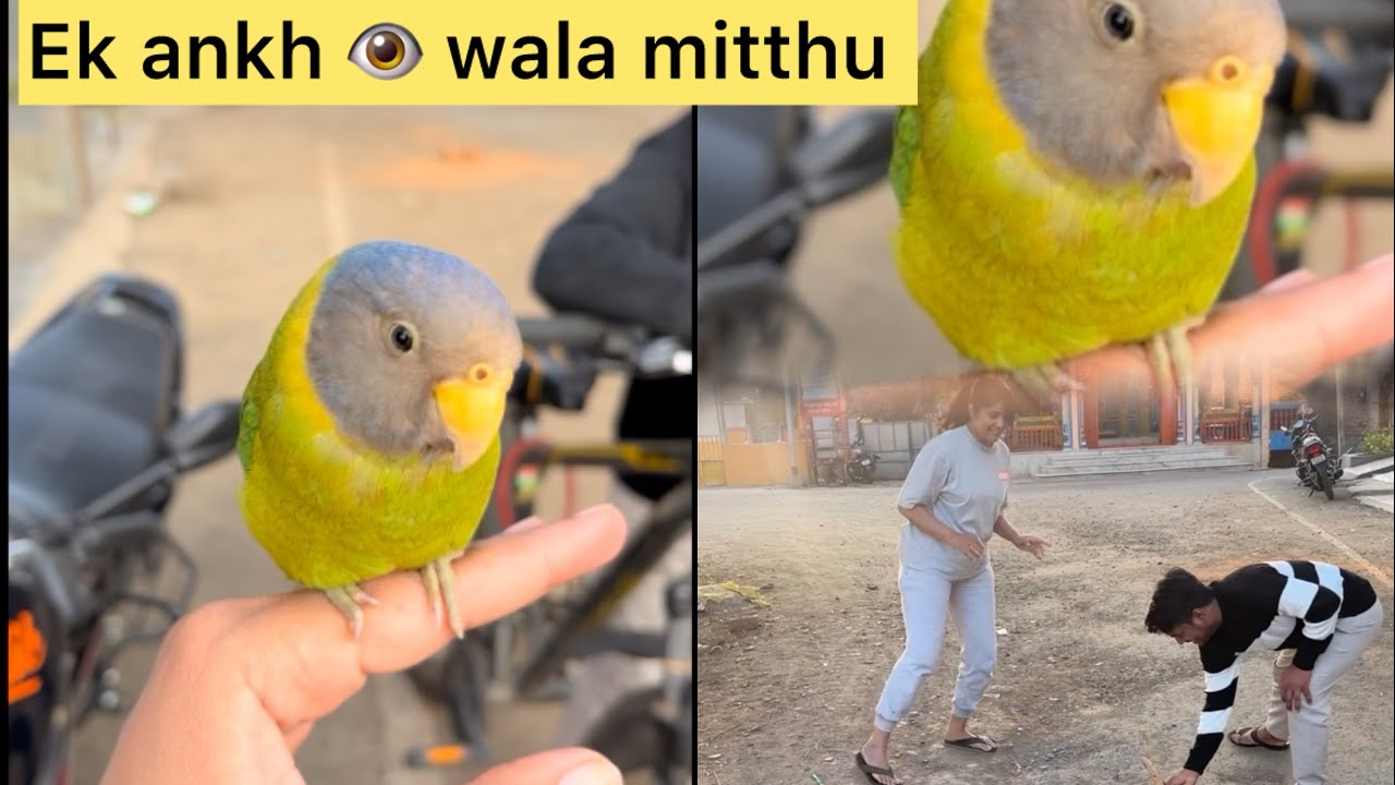 Gilli danda, Makar Sankranti aur achanak mila ek Mitthu 🦜💚