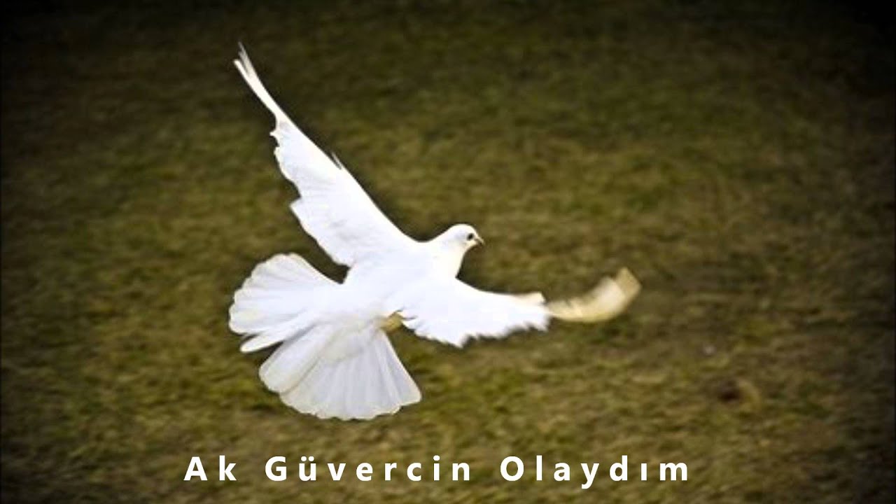 Ak Güvercin Olaydım - Vasviye Şabanova