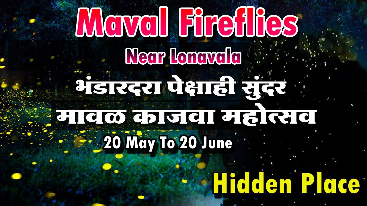 Kajava mahotsav Maval |maval fireflies near lonaval |fireflies| मावळ मध्ये सुद्धा काजवा महोत्सव|