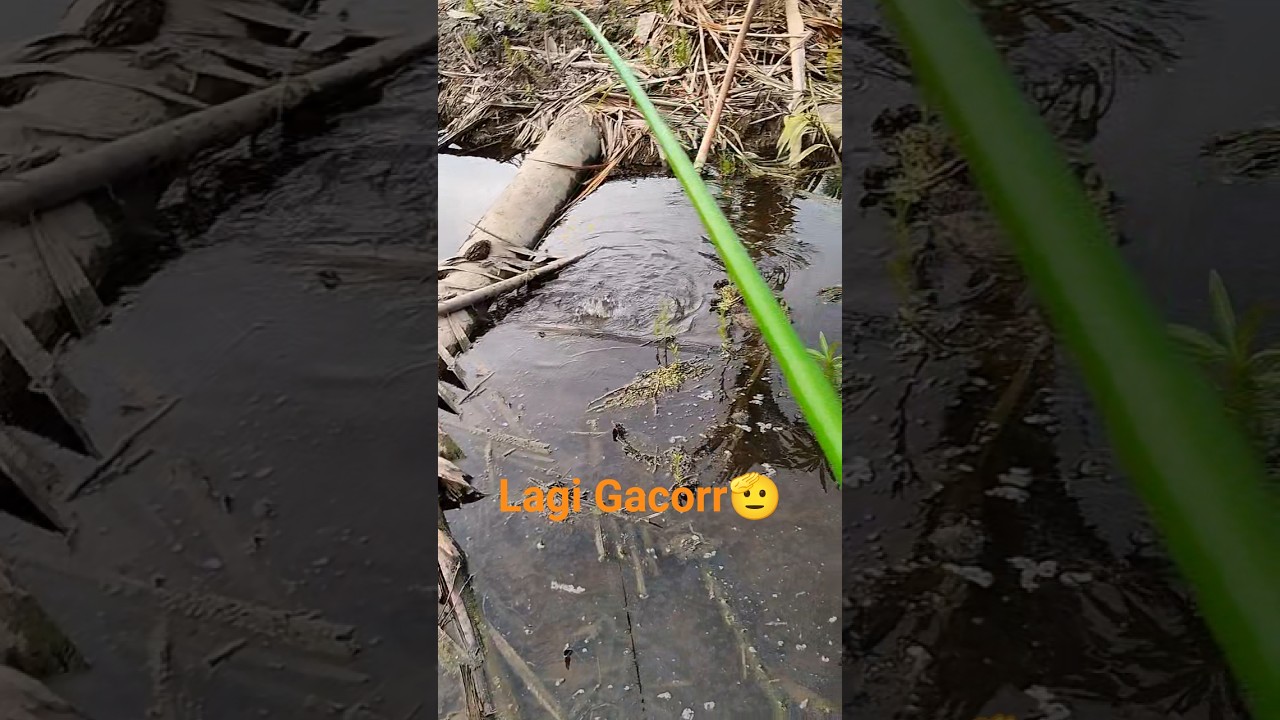 Gacor Sore² 👍 Fishing 
