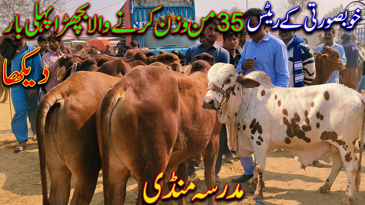Beautiful Bull ,Latest Update Cow Market Madrasa Mandi / Cattel Market.PK