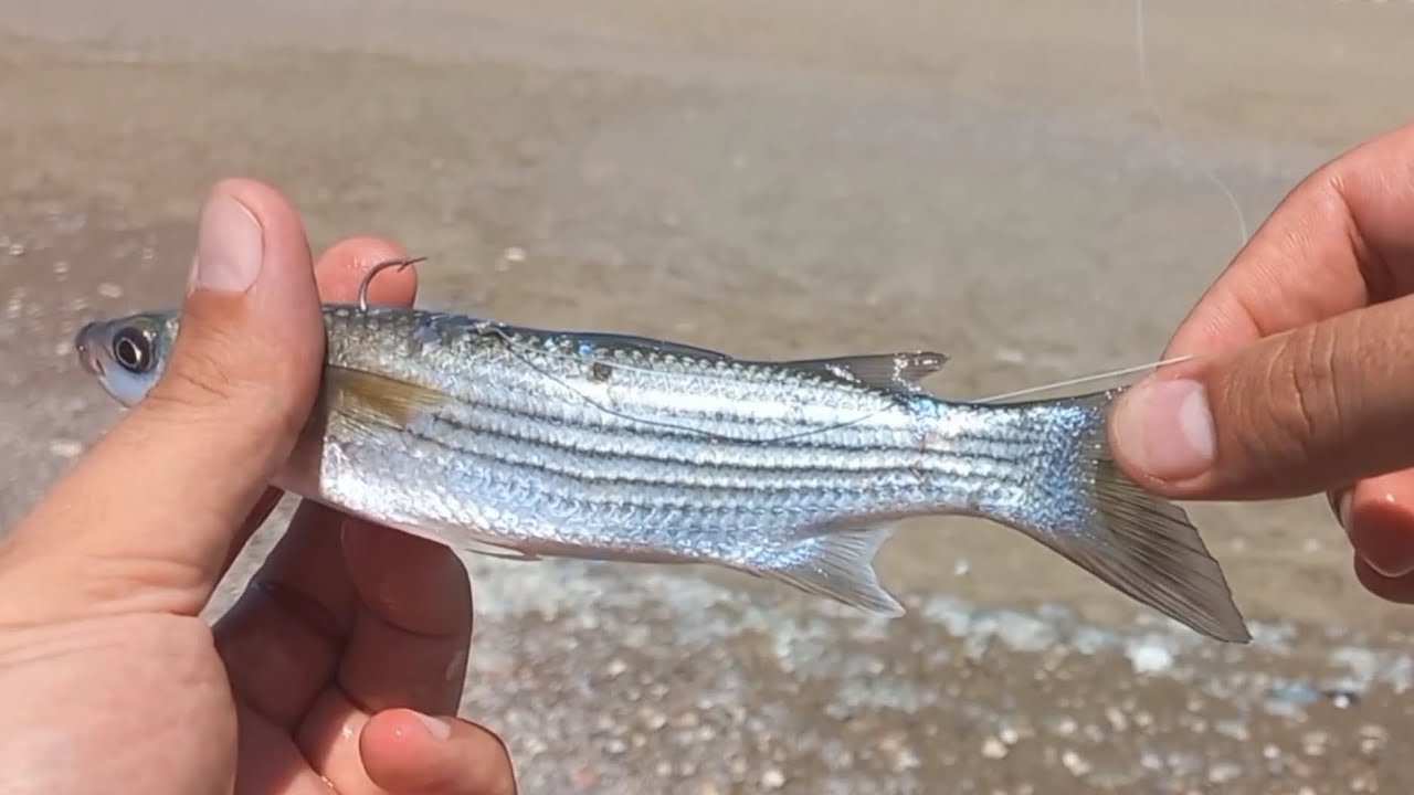 KEFAL AVI.CANLI KEFALE TAKIM NASIL TAKILIR DETAYLAR BURADA.İYİ SEYİRLER