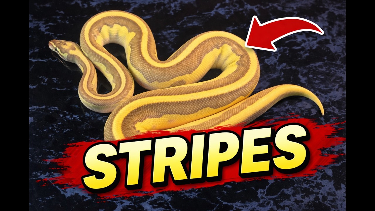 The Dorsal Stripe Video!