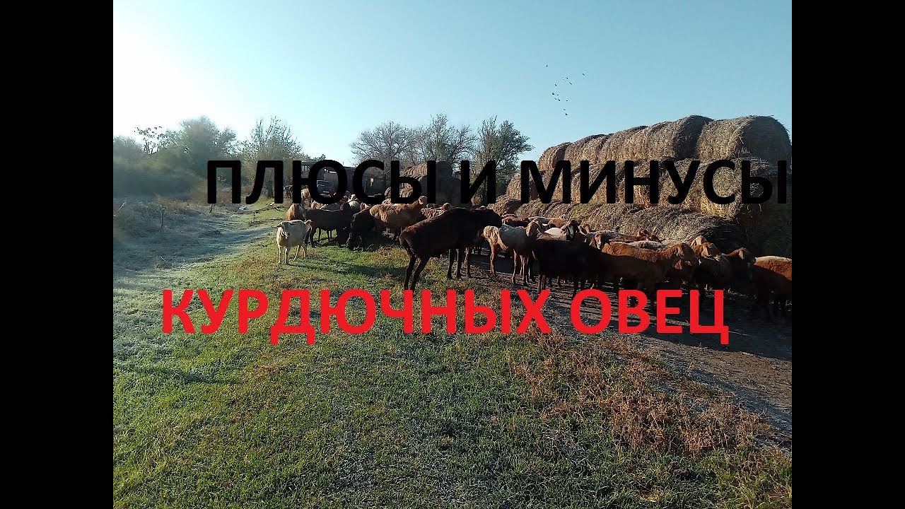 ПРЕИМУЩЕСТВА курдючных овец над другими породами