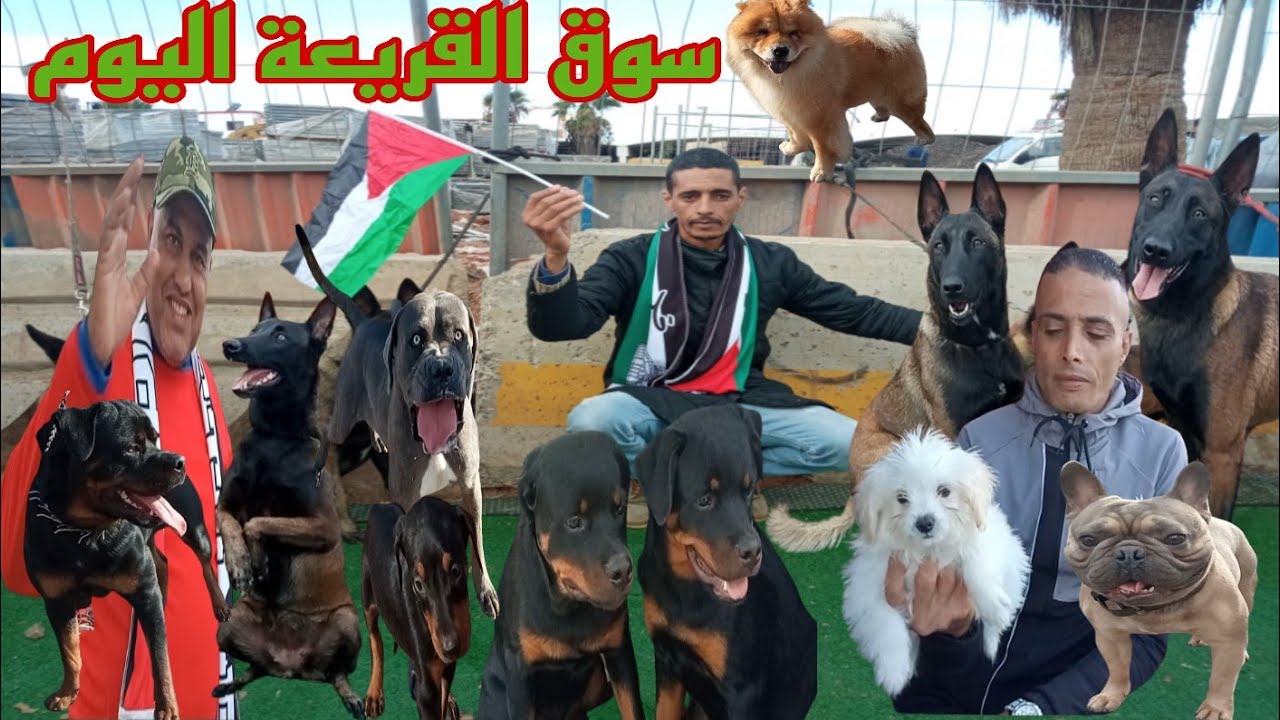 سوق القريعة الحيوانات الأليفة🐕‍🦺 مالينوأ شاربوني💥 روت وايلر 🐕بيشون مالطي🐩 دوبرمان 🦮كاني كورسو#dog