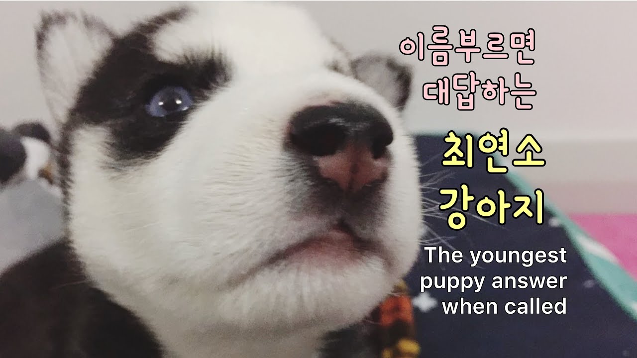 Puppy answers when called (+Husky says I love you)