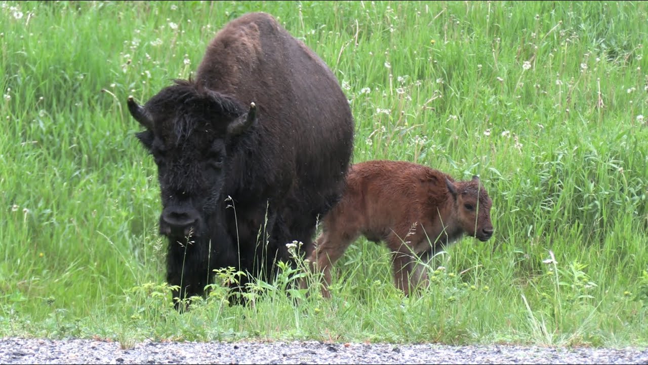 081 The Yukon... 100,000 signs, bison and steam