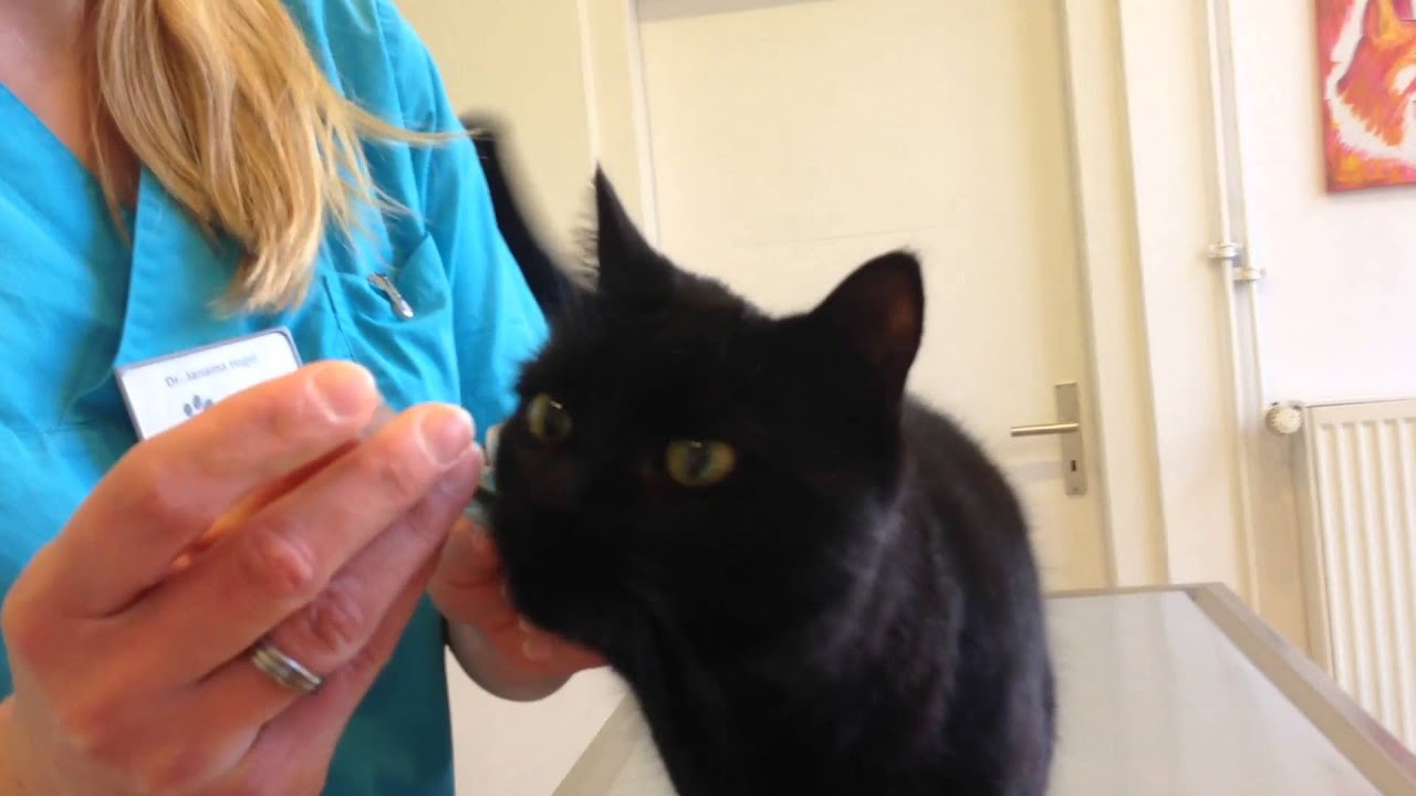 Tablettengabe bei Katzen