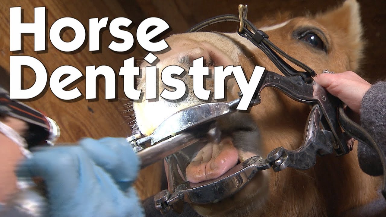 Horse Dentistry: 