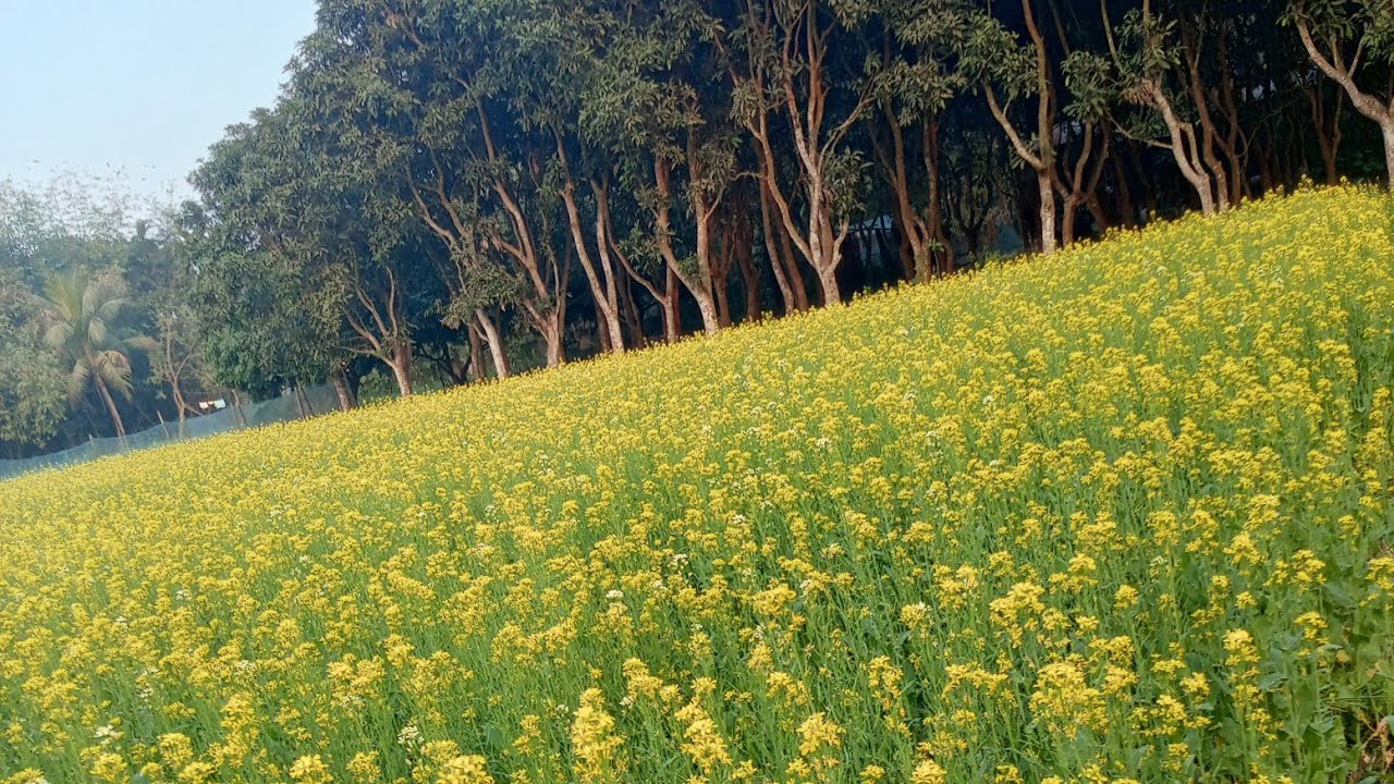 বিকালে বাড়ির পাশে মাঠে একটু ঘোরাঘুরি 