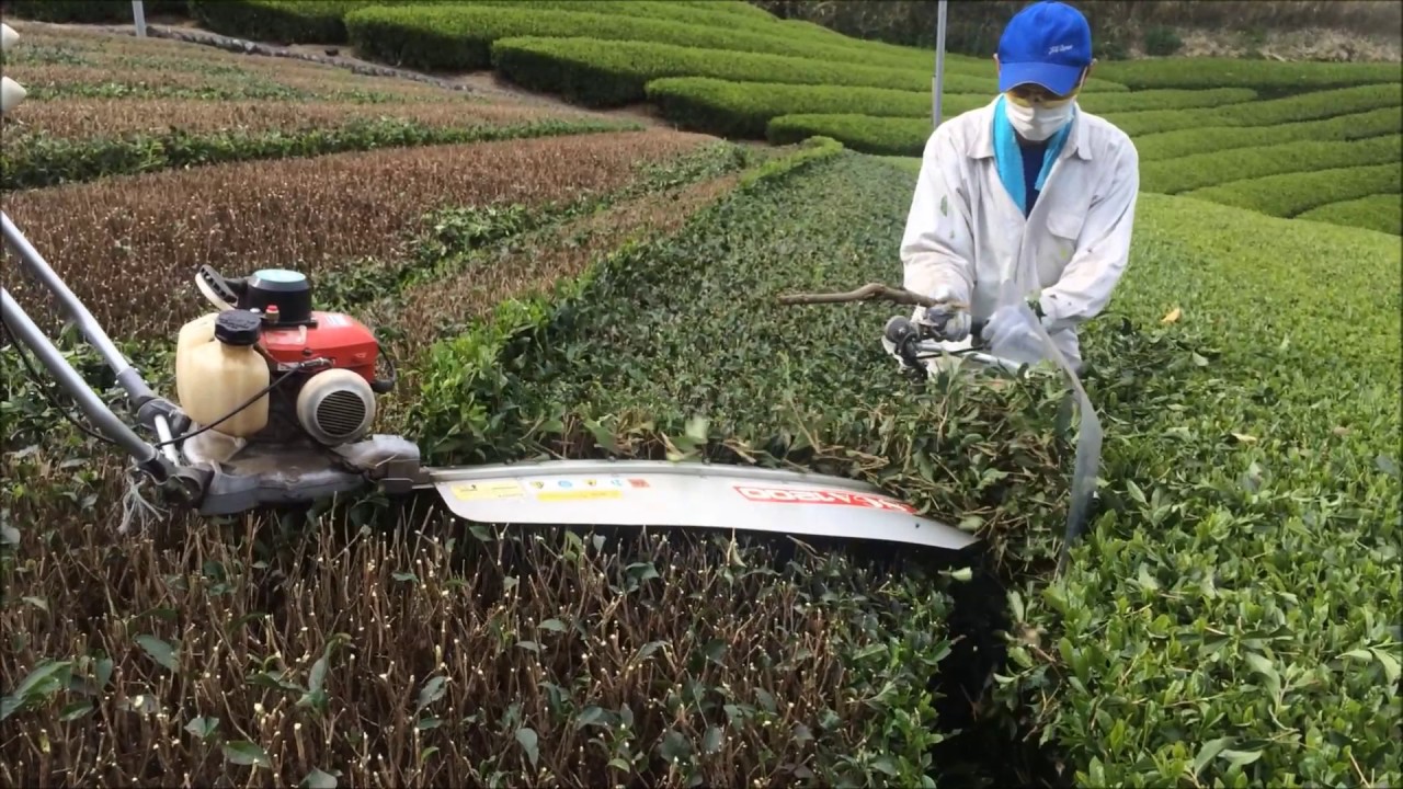 TWO MEN TEA PRUNER R8GA1