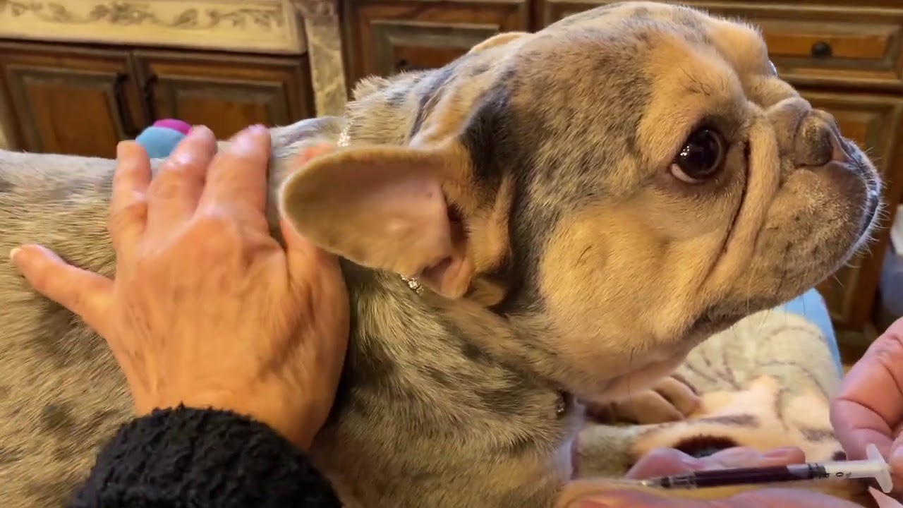 Part 2 Scheduling dog c-section date
