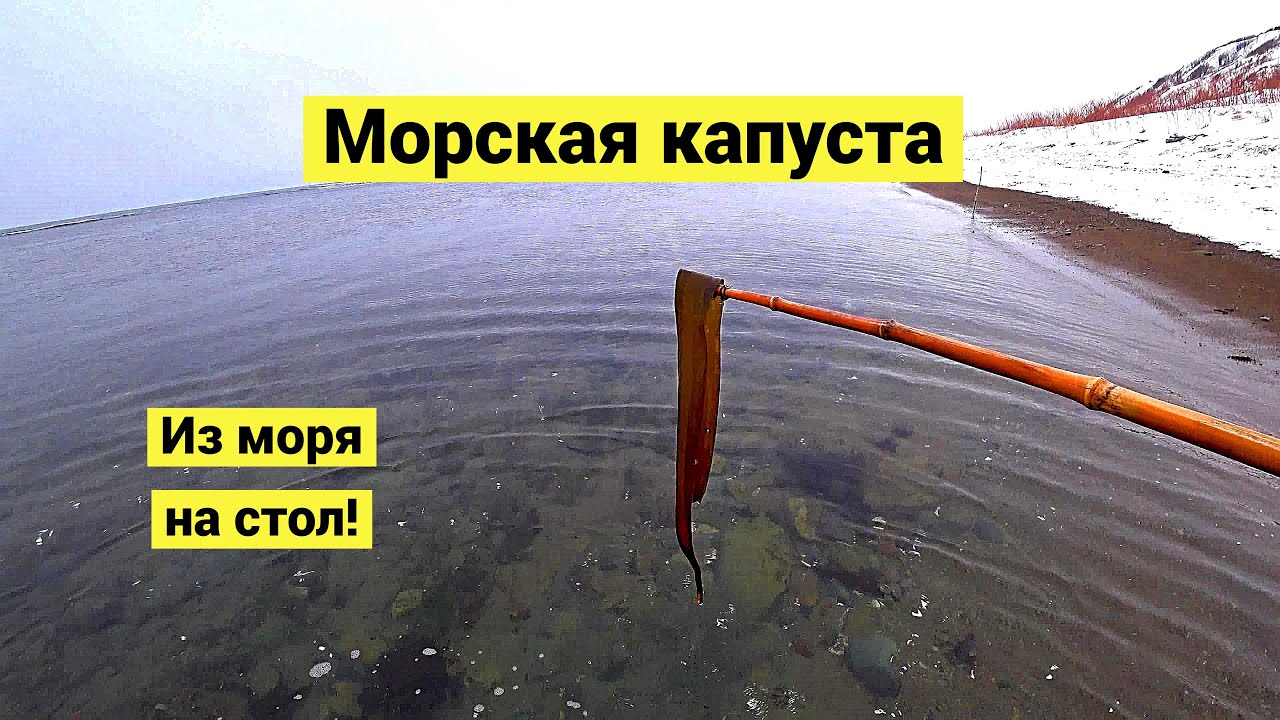 Ламинария японская. Сбор и заготовка