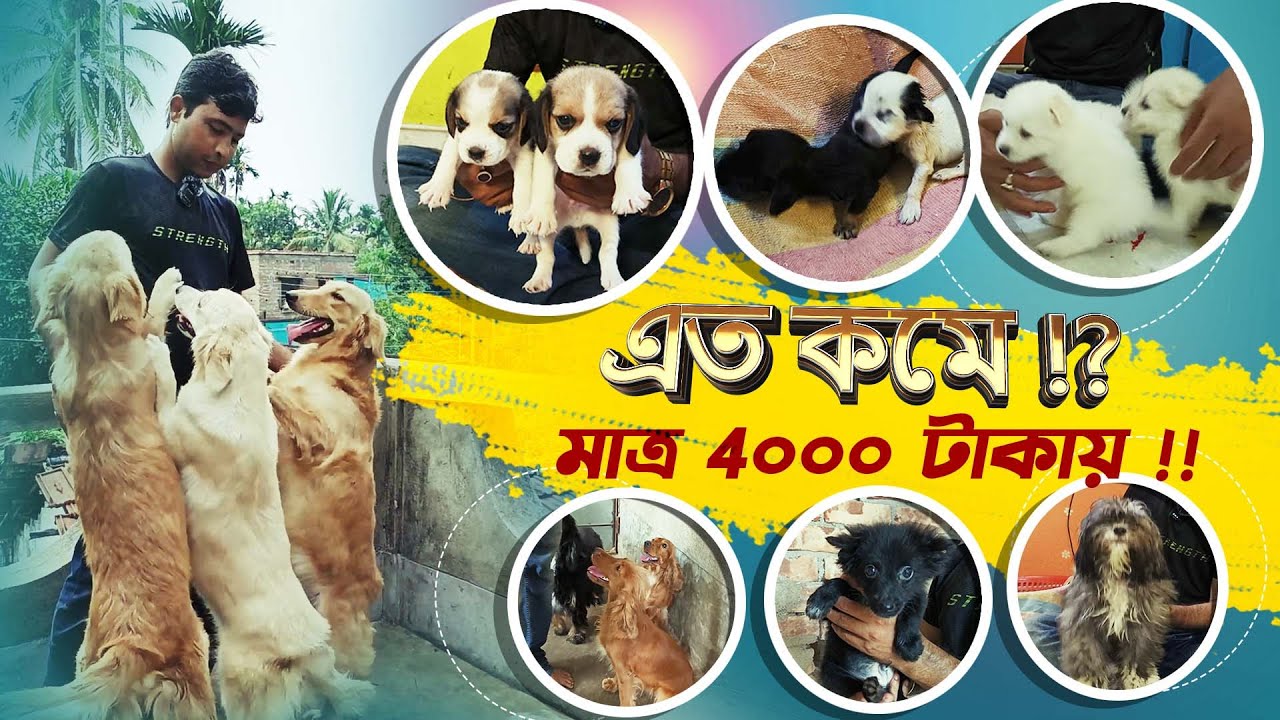 মাত্র 4০০০ টাকায় Puppy পাবেন | এত্তটা কমে আর কোথাও পাবেন না | ব্যারাকপুর Dog Kennel ভিসিট 9831478***