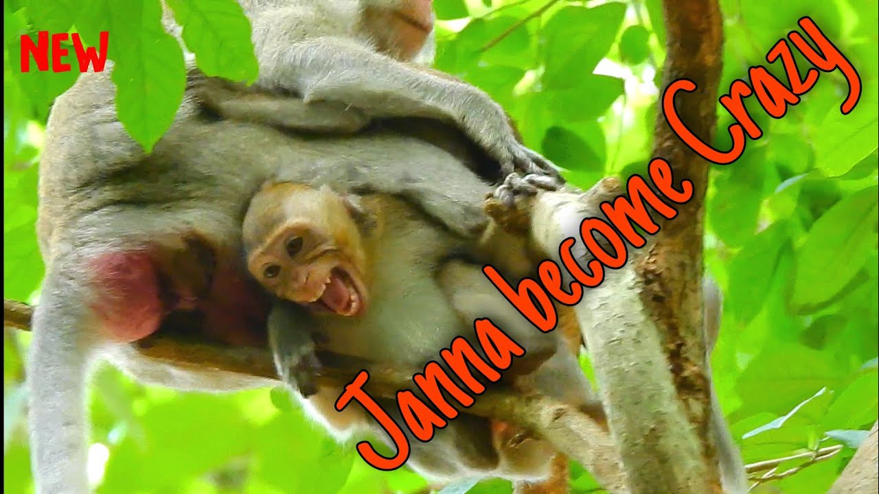 No milk... No everything... Janna become crazy, Poor Mom Jane tired to chase Janna out