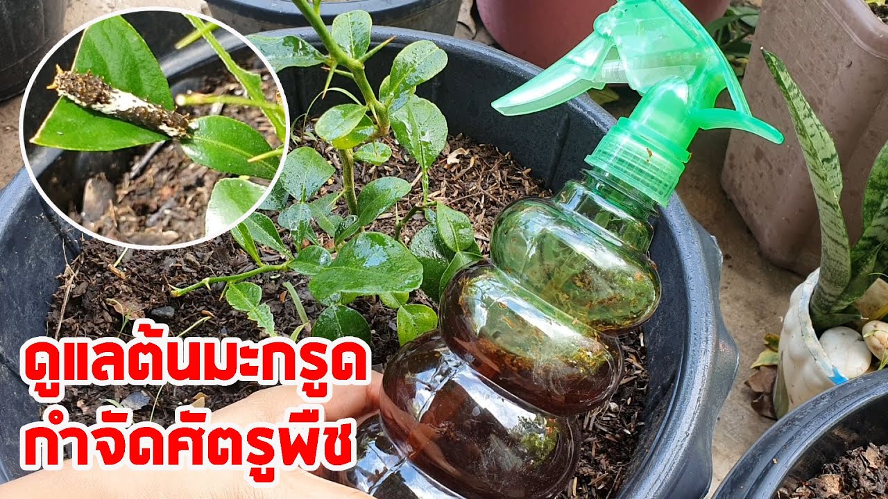 มะกรูดถูกหนอนรบกวน จัดการ ป้องกัน ผีเสื้อหนอนมะนาว ที่มากัดกินใบมะกรูดด้วยสูตรนี้!!