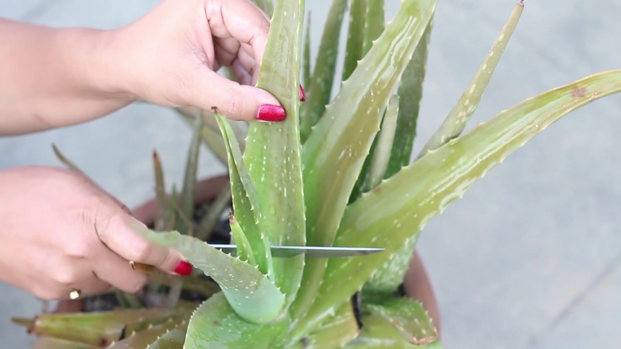 Quick SUN BURN Removal Home Remedies | Instantly Remove Sun Tan |  Aloe-Vera +