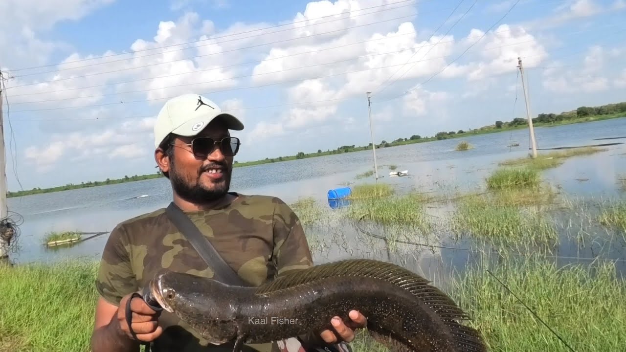 Snakehead Attack Amazing.. propeller Frog is the Best for Now लगातार अटैक में कितनी?